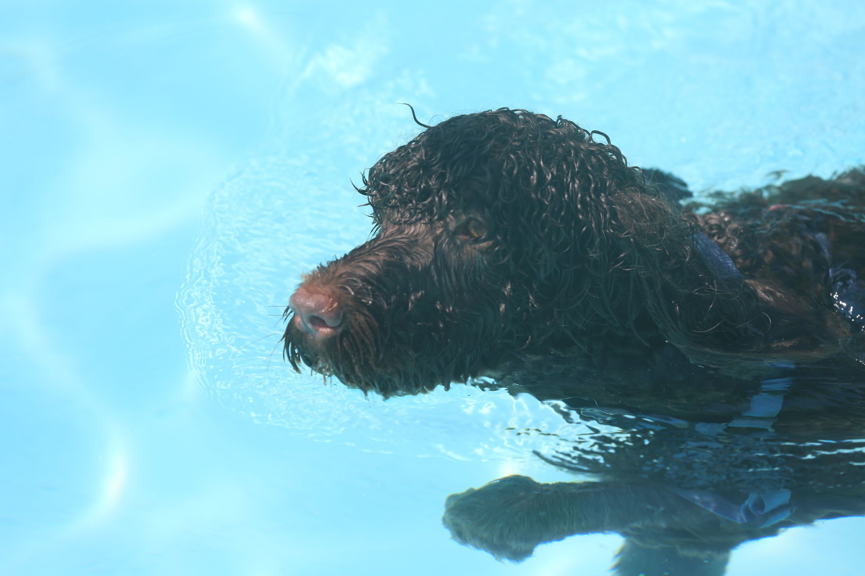 090919_gal_WWdogs (59)